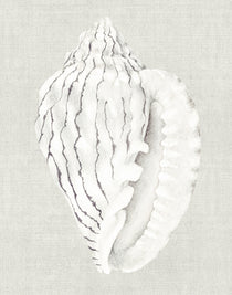 Shell on Linen VI (Canvas)