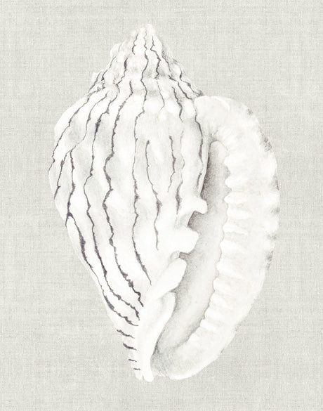 Shell on Linen VI