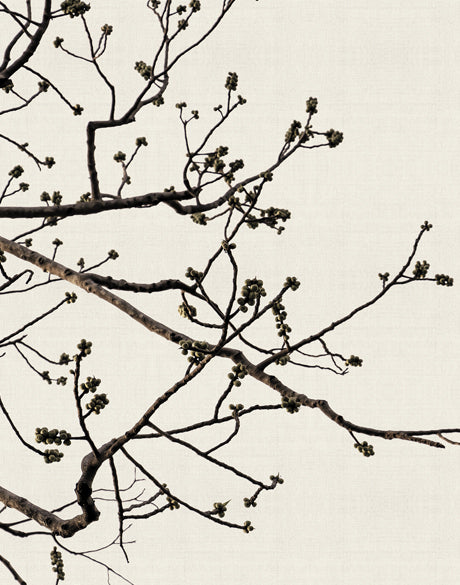 Canopy Silhouette I (Canvas)