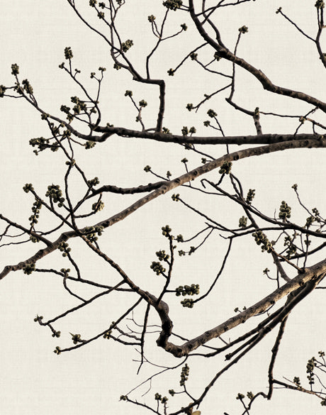 Canopy Silhouette II (Canvas)
