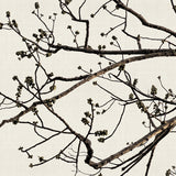 canopy02_3