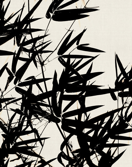 Canopy Silhouette IV (Canvas)