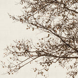 canopy05-c-l_3