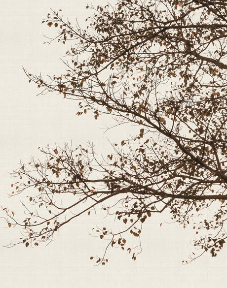Canopy Silhouette V