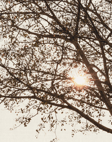 Canopy Silhouette VI