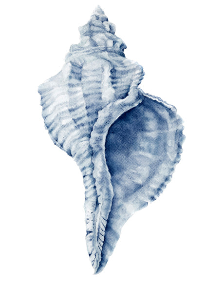 Exquisite Shell III (Indigo) (Canvas)