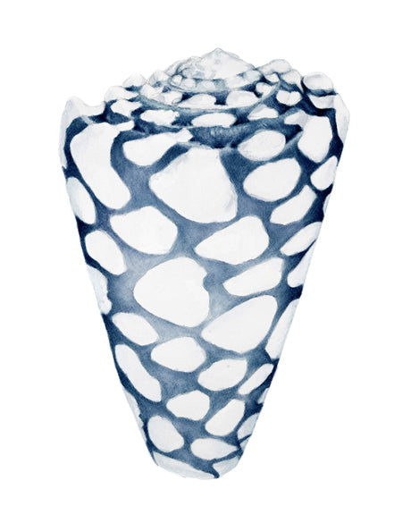 Exquisite Shell VI (Indigo) (Canvas)