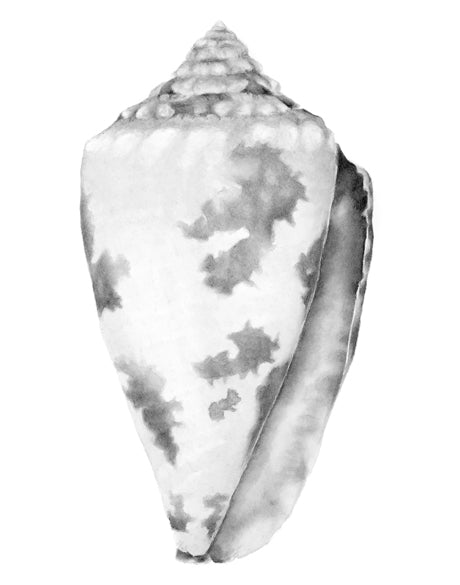 Exquisite Shell VII (Soft Grey) (Canvas)