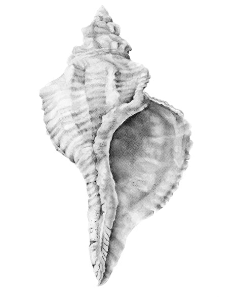 Exquisite Shell IX (Soft Grey) (Canvas)