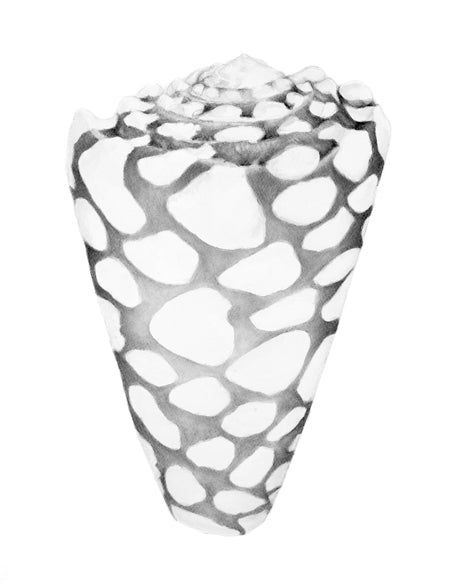 Exquisite Shell XII (Soft Grey) (Canvas)