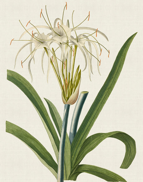 La Flora I (Canvas)