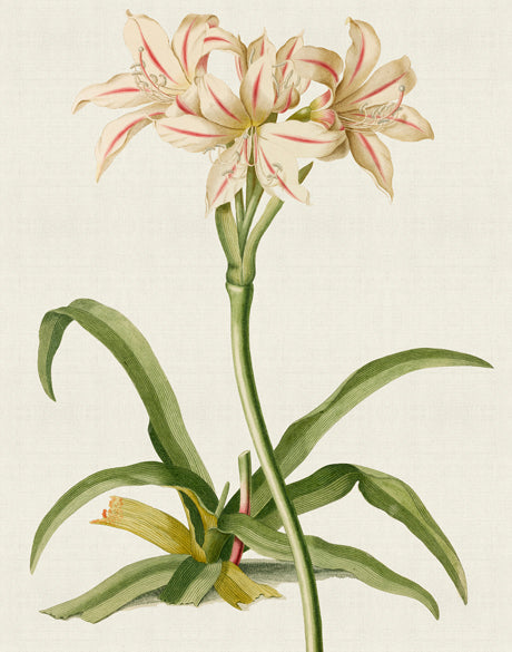 La Flora III (Canvas)