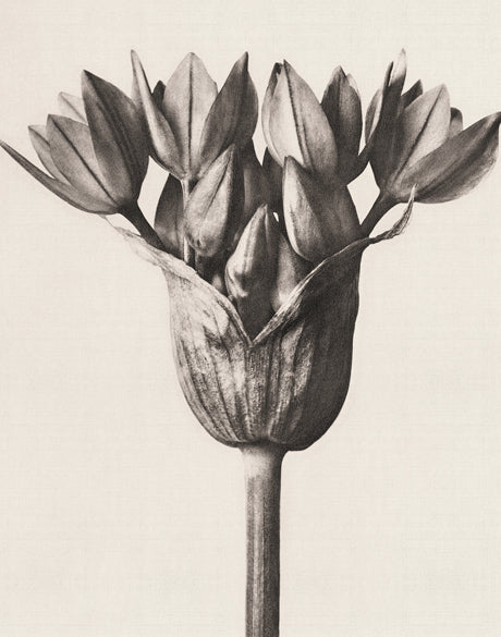 Botanique Specimen I