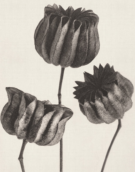 Botanique Specimen II