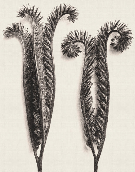Botanique Specimen V