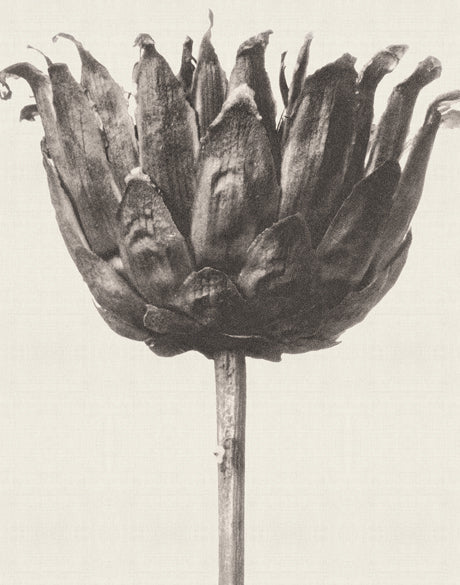 Botanique Specimen VI
