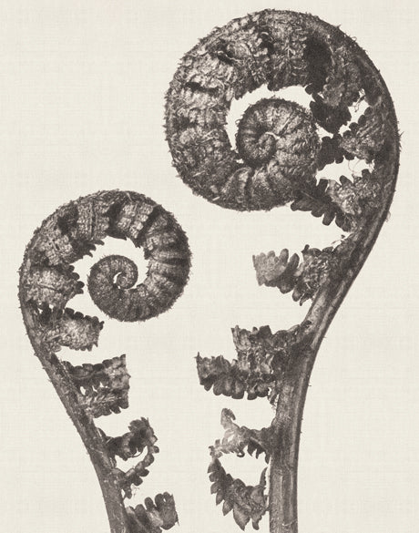Botanique Specimen VII