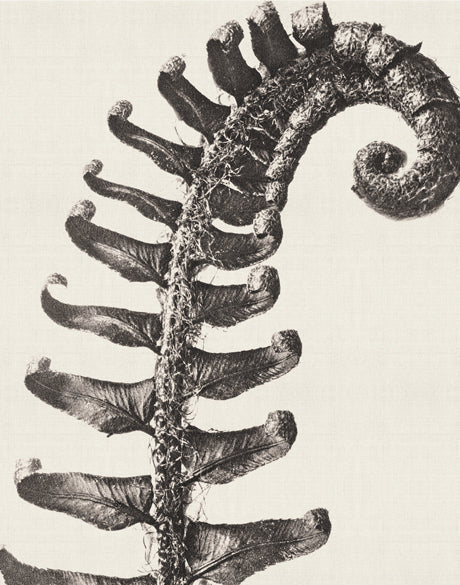 Botanique Specimen VIII