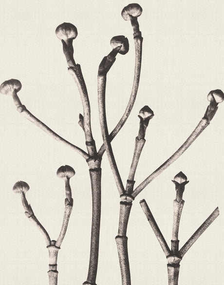 Botanique Specimen X