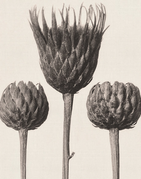Botanique Specimen XI