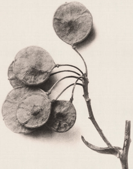 Botanique Specimen XIII
