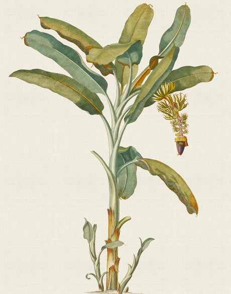 Tropical Splendour I (Canvas)
