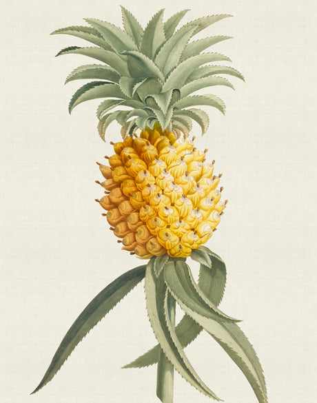 Tropical Splendour II (Canvas)