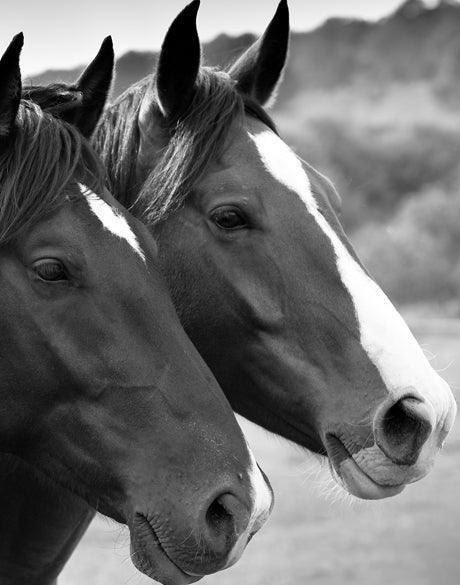Majestic Thoroughbred II (Canvas)