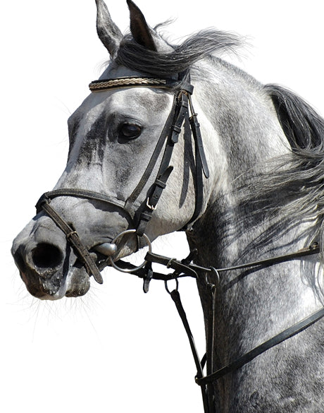Majestic Thoroughbred III (Canvas)