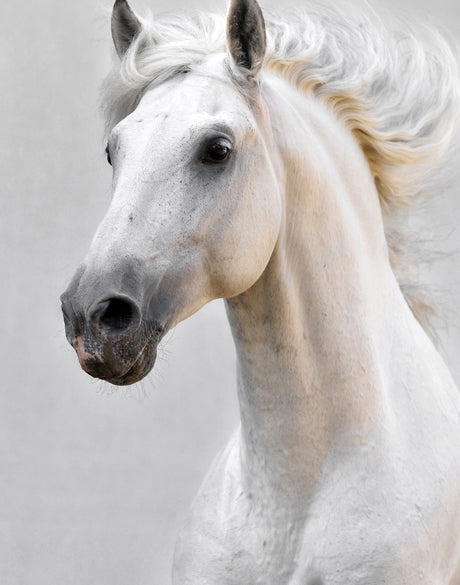 Majestic Thoroughbred VI (Canvas)