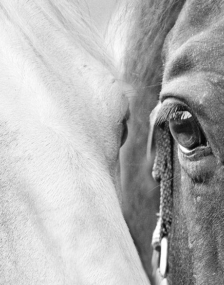 Majestic Thoroughbred VII (Canvas)