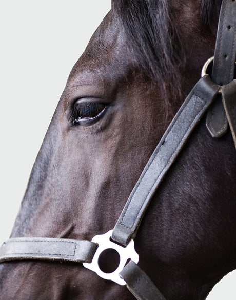 Majestic Thoroughbred XI (Canvas)