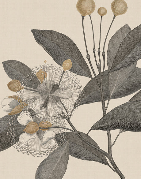 Cooks Floral Specimen III (Canvas)