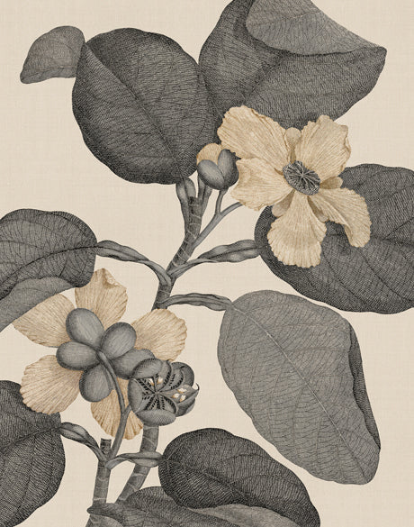 Cooks Floral Specimen V (Canvas)