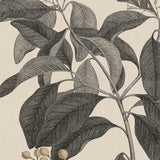 coflor06_3