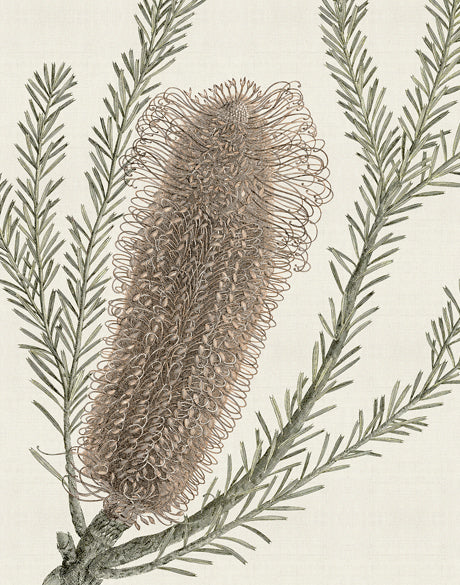 Ericofolia Specimen