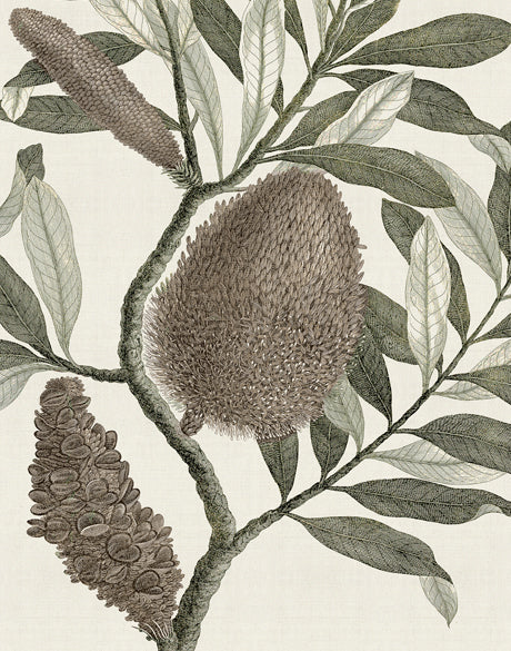Integrifolia Specimen