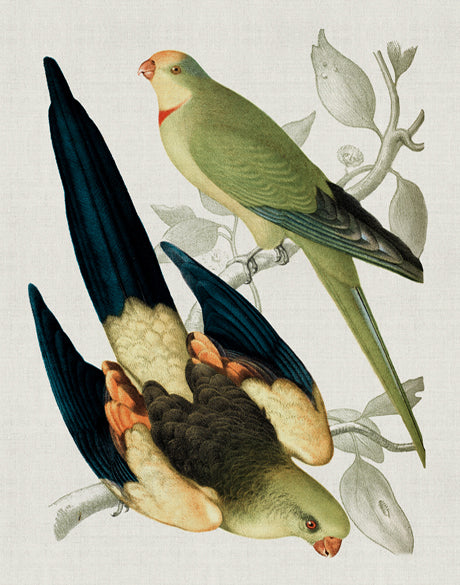Birds in Paradise I (Canvas)