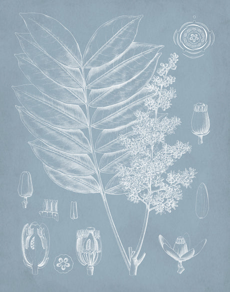 Botanical Study (Pale Blue) I (Canvas)