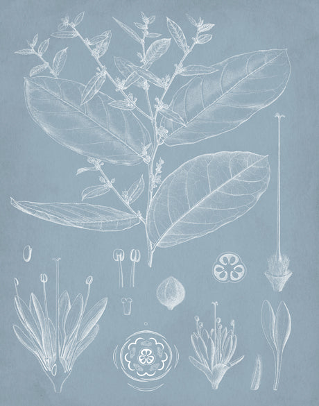 Botanical Study (Pale Blue) IV (Canvas)