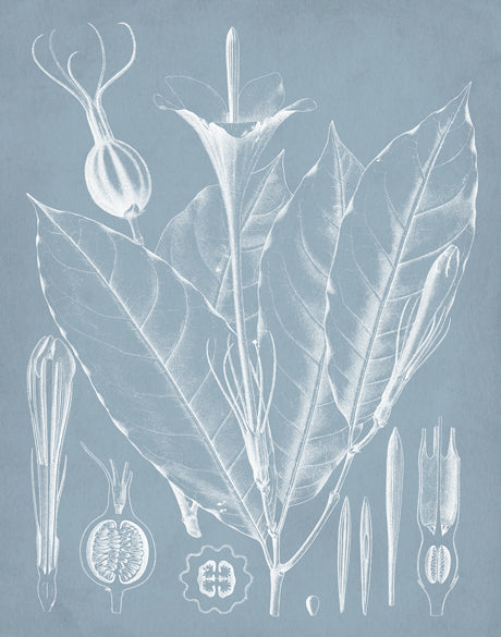 Botanical Study (Pale Blue) VI