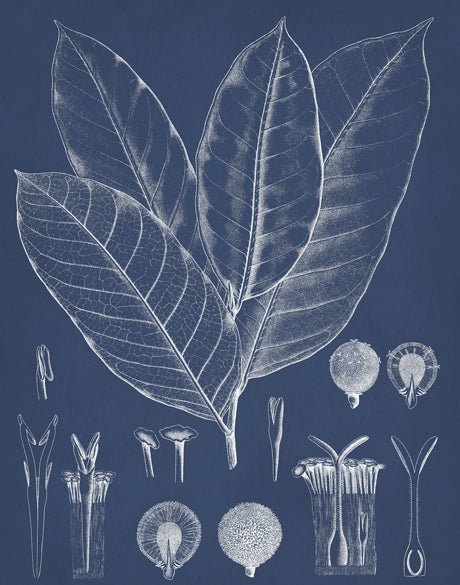 Botanical Study (Indigo) VIII (Canvas)