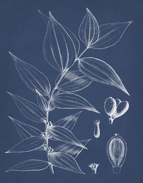 Botanical Study (Indigo) X (Canvas)