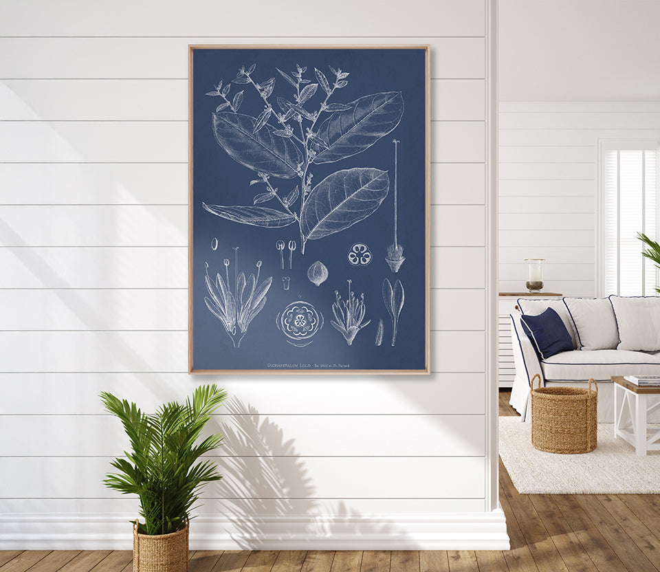 Botanical Study (Indigo) XI (Canvas)
