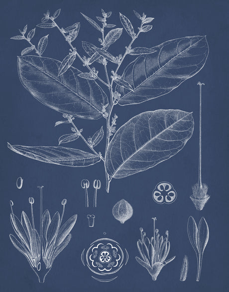 Botanical Study (Indigo) XI (Canvas)