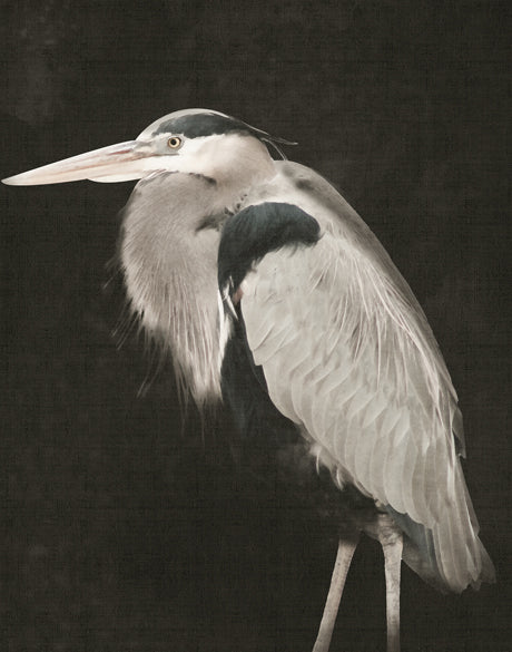 East Hampton Heron III (Canvas)