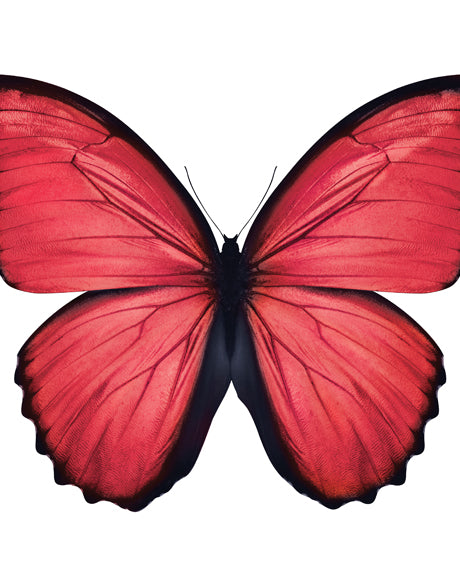 Emporio Butterfly IV
