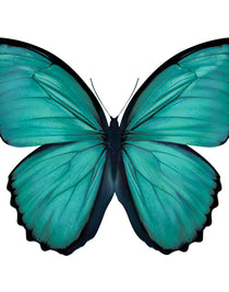 Emporio Butterfly V
