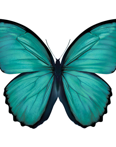 Emporio Butterfly V