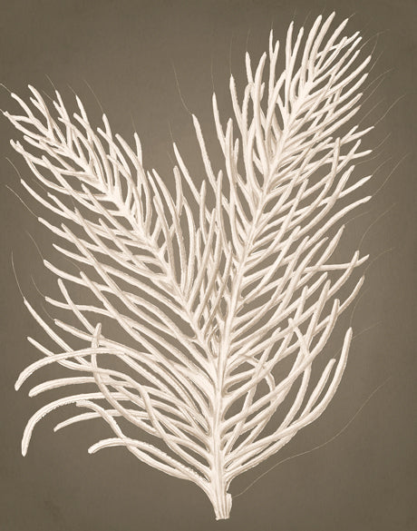 Coral Curiosity IV (Canvas)